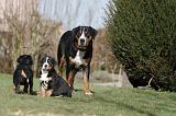 GRAND BOUVIER SUISSE 057